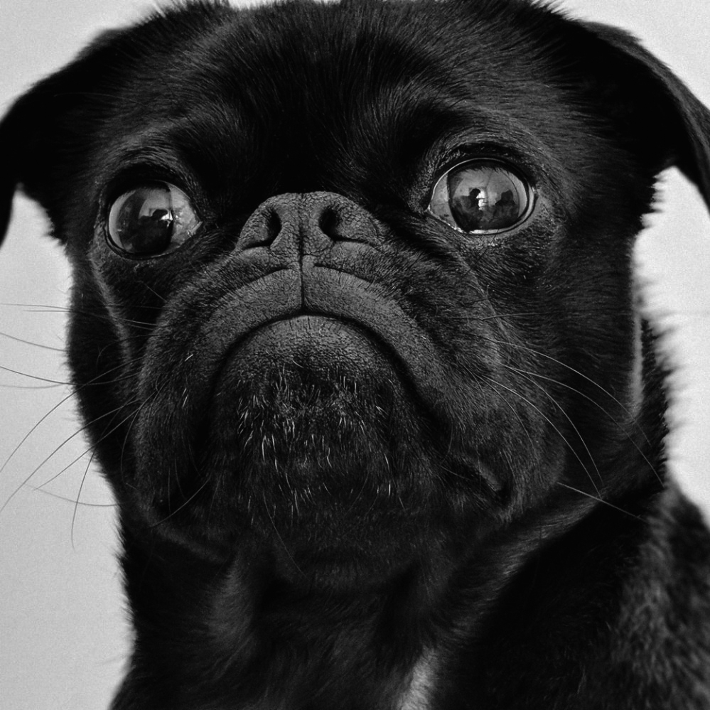 Les ptits chien